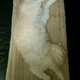 Image for article titled Confused Cats on Tumblr Don't Need Feminism Because They Are Cats
